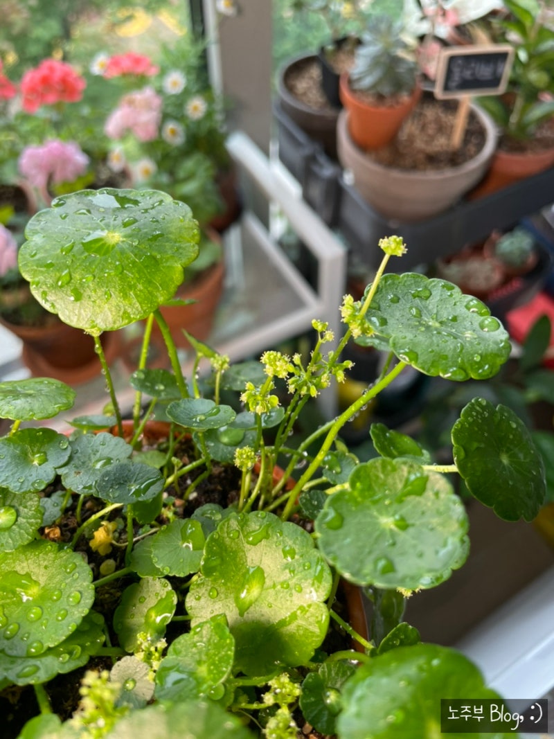 워터코인 꽃이 활짝 피었어요. 워터코인 키우기, 워터코인 물주기 : 네이버 블로그