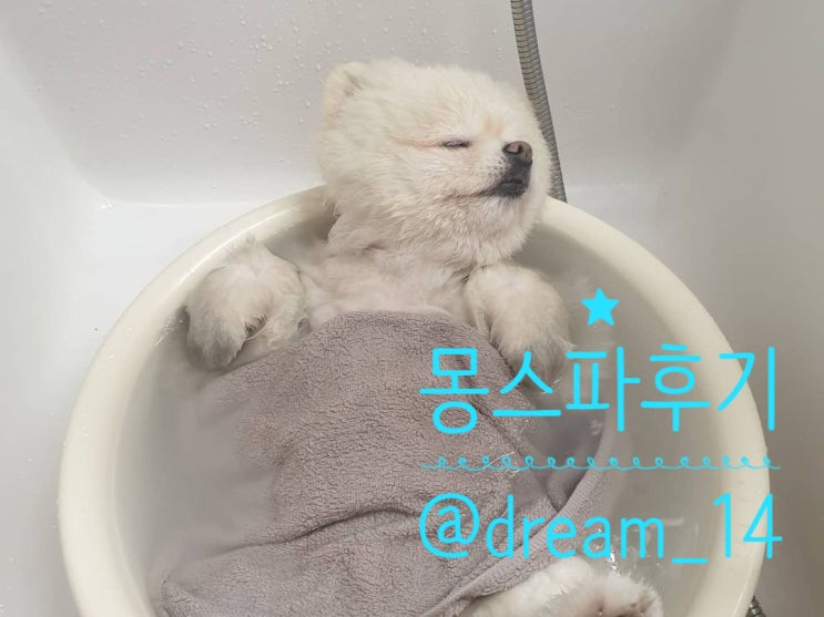 강아지입욕제 몽스파 & 강아지비누 몽탱이 후기 @dream_140518