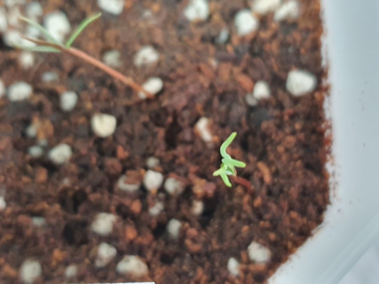 측백나무 씨앗발아 아리조나 사이프러스 키우기 How to Grow Arizona cypress from seeds (feat 생명나무농장 카페)