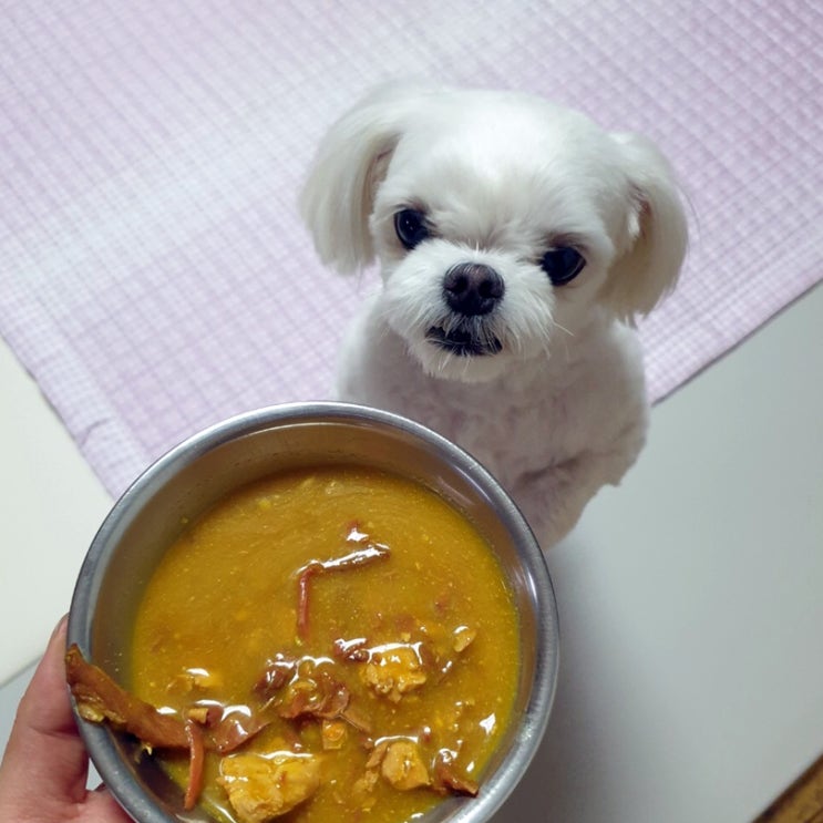 강아지특식 바이오펫츠 멍의보감 반려견보양식으로 딱이네