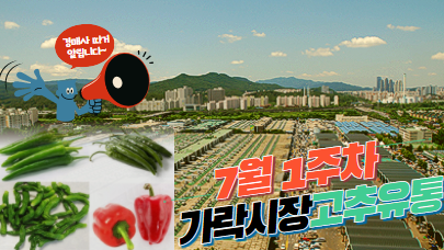  [경매사가 알립니다] 가락시장 7월 1주차 고추 유통현황
