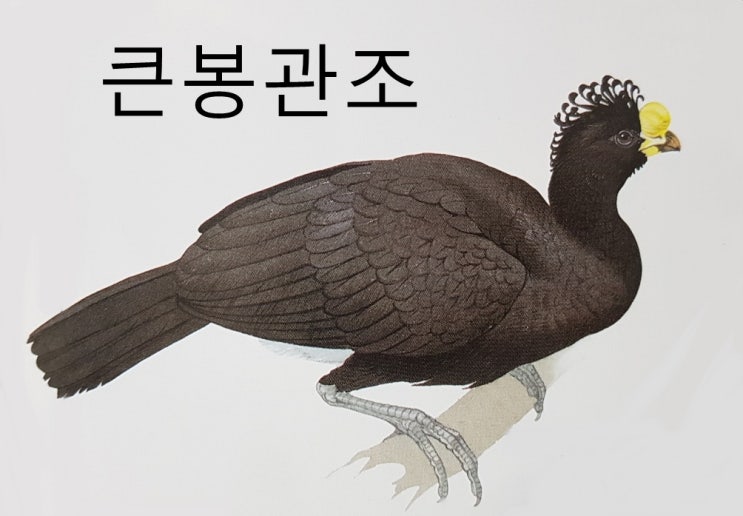  날지 못하는 새 주금류(키위, 느시, 에뮤, 화식조, 큰로드러너, 레아, 타조 등)