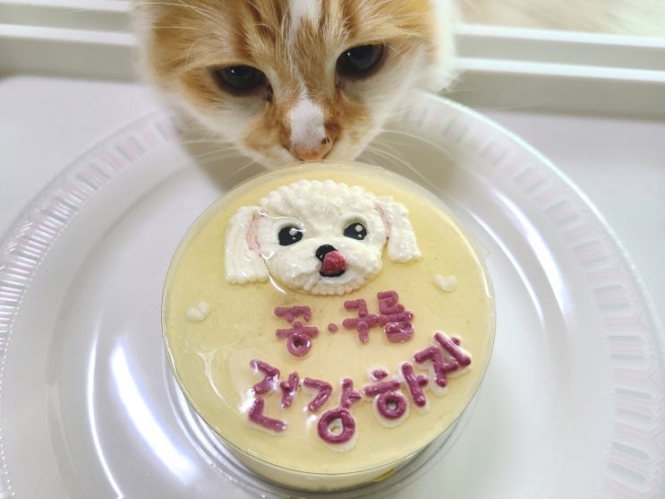  강아지생일선물 펫푸드 단추말이 케이크
