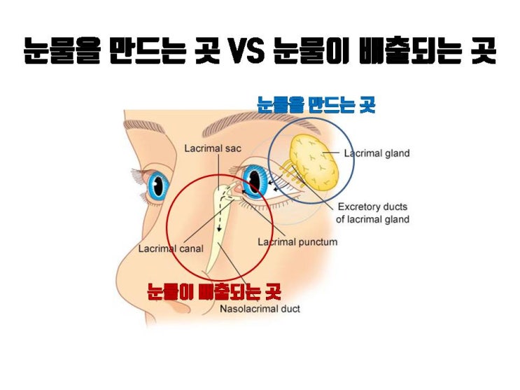  쌍수 후 눈물이 유난히 많이 흘러 내린다고 눈물샘이 막힌 거 아니고 앞트임을 한다고 눈물샘 손상되지 않아요!!!
