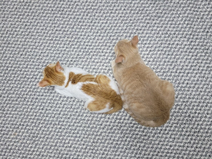  고양이 식빵 자세의 의미는?