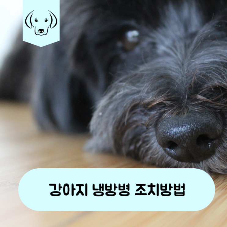  강아지 냉방병 증상과 조치방법
