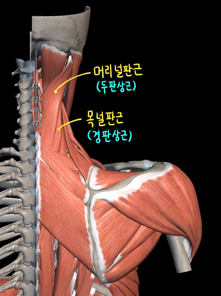  [몸통 근육] 등 근육 (깊은 무리) - 1) 가시돌기가로근육