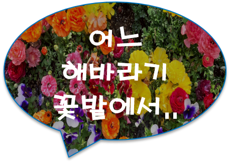 [공유] 태양의 꽃,, 미국 캘리포니아주의 어느 해바라기 꽃밭에서...[한경닷컴]