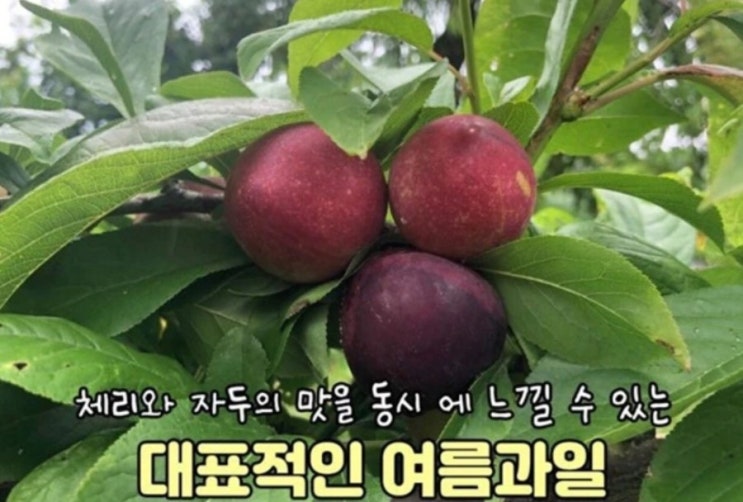 [큐티블링] 품절대란의 주인공 "체리자두"를 추천해요!!