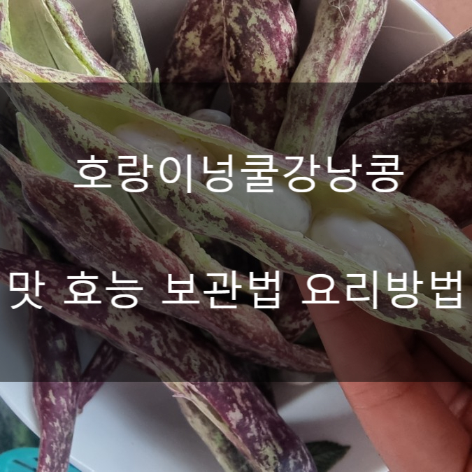  호랑이넝쿨강낭콩 맛 효능 보관법 요리방법