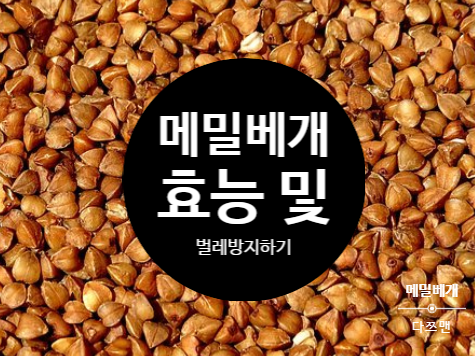 메밀 베개 효능은 무엇이며 벌레를 방지하는 방법은 뭘까