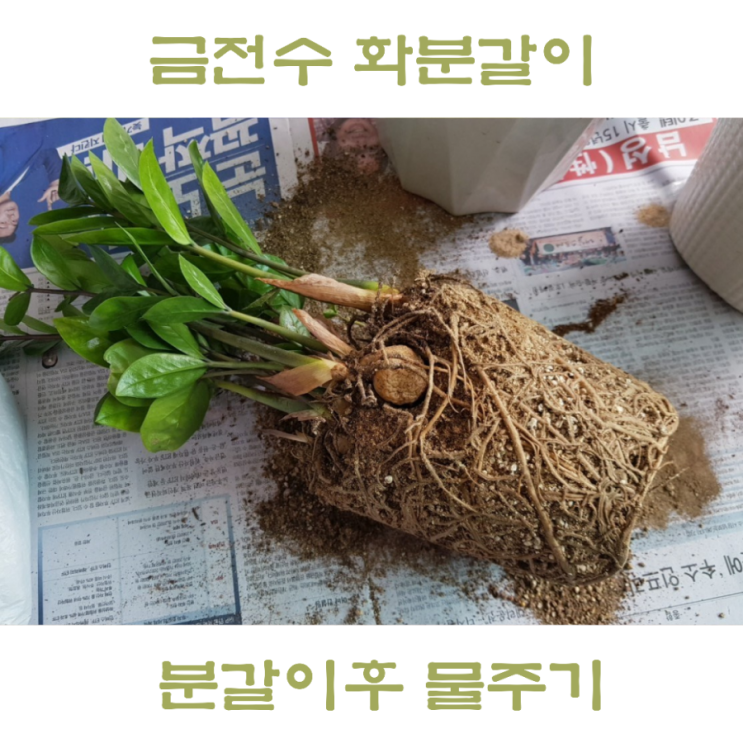 돈나무 금전수 분갈이 후 물주기 배수가 중요해요