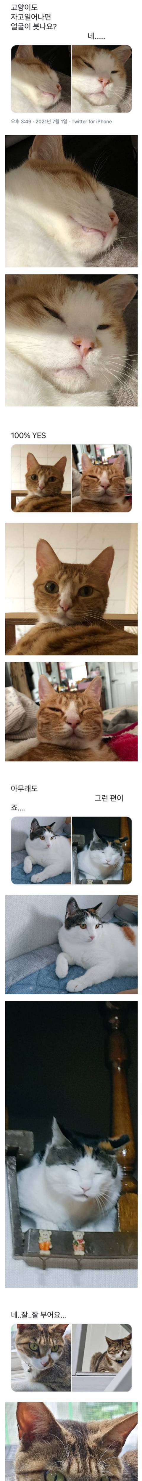  고양이도 자고 일어나면 얼굴이 붓나요