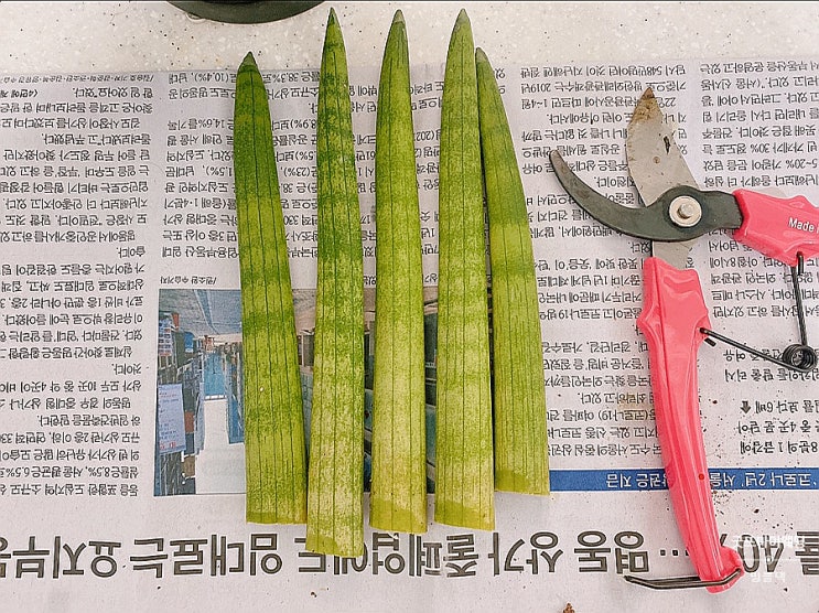  스투키 무름병, 무른 부분만 잘라주세요-.