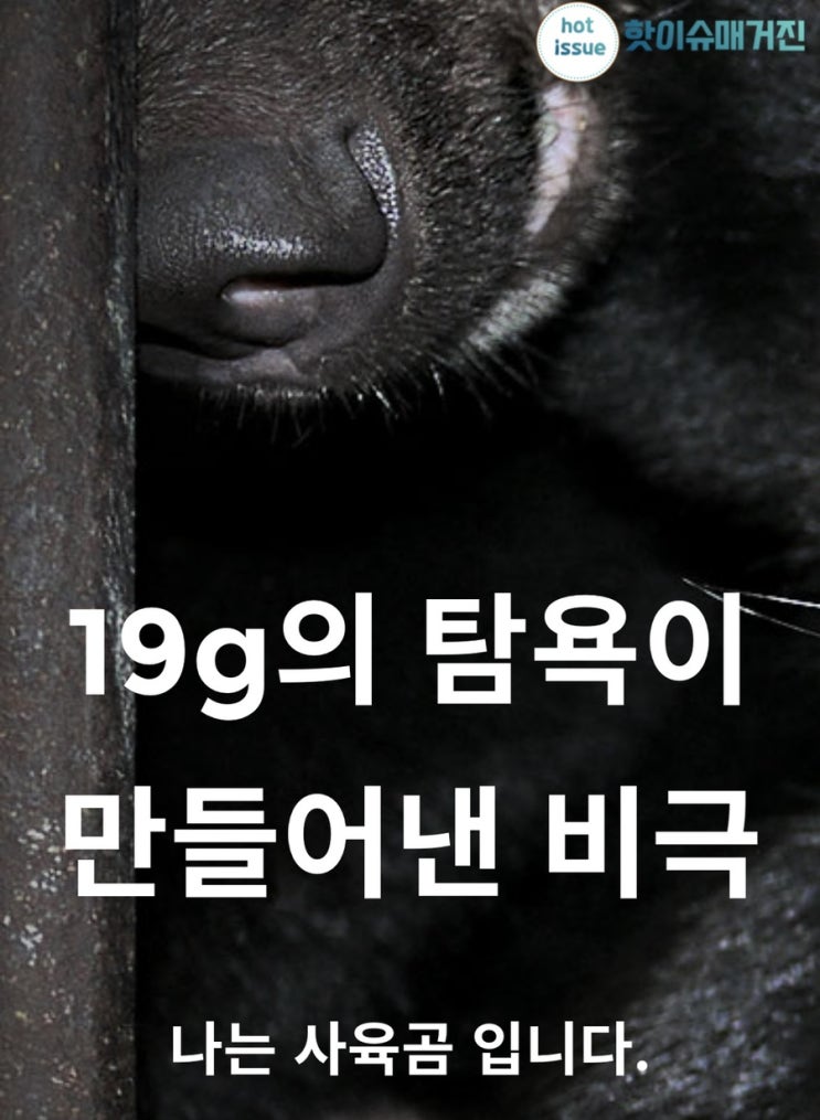 용인 곰 탈출 재난문자 반달가슴곰 2마리 탈출 “1마리 사살" 한 마리는 아직 못 잡음 사육농장 실태