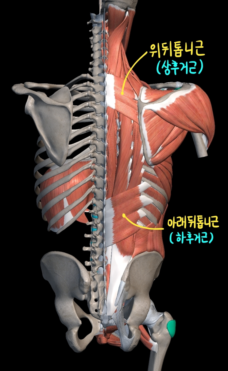  [몸통 근육] 등 근육 (중간 무리)