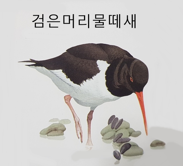  물 근처에서 사는 섭금류 종류 특징 (도요새 물꿩 물떼새 등)