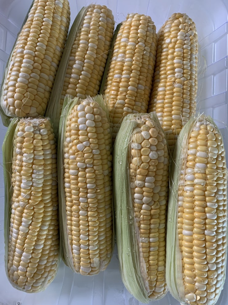  초당옥수수 철이네요. 