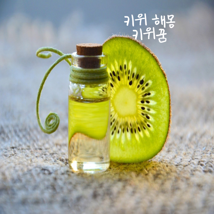  키위 꿈 해몽- 골든키위 사는꿈 참다래 먹는꿈 키위 받는꿈