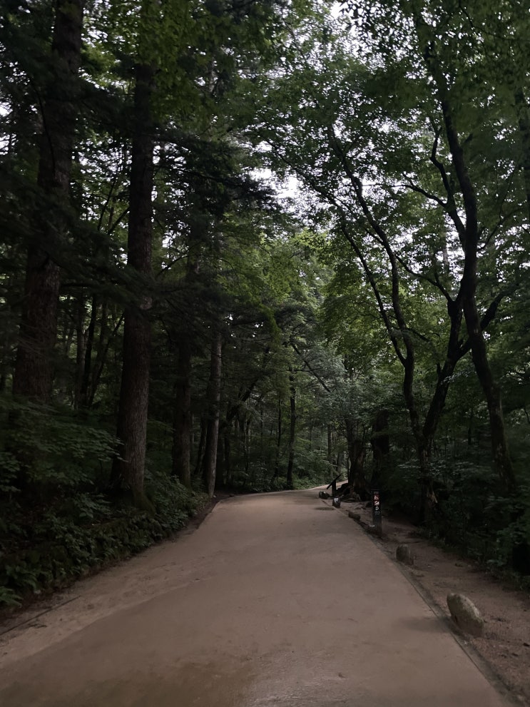  [강원평창플레이스:숲길] 오대산 월정사 전나무숲길