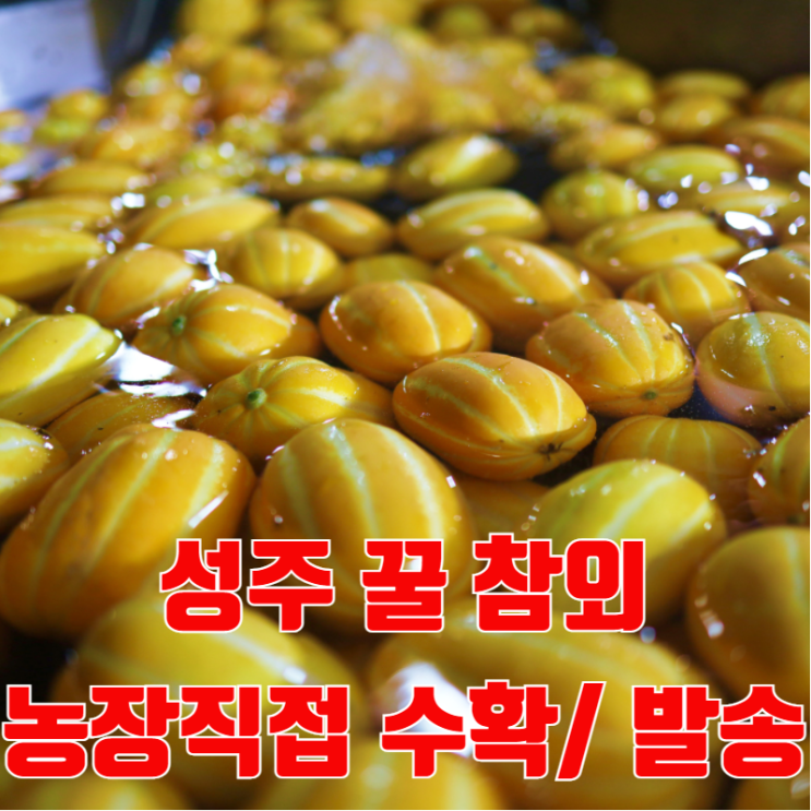 갓성비 좋은 성주참외 농협 직거래 한박스 가정용 못난이 산지직송 10kg 5kg 3kg, 01 가정용 정품과 3kg 추천해요 갓성비 좋은 성주참외 농협 직거래 한박스 가정용 못난이 산지직송 10kg 5kg 3kg, 01 가정용 정품과 3kg 추천해요