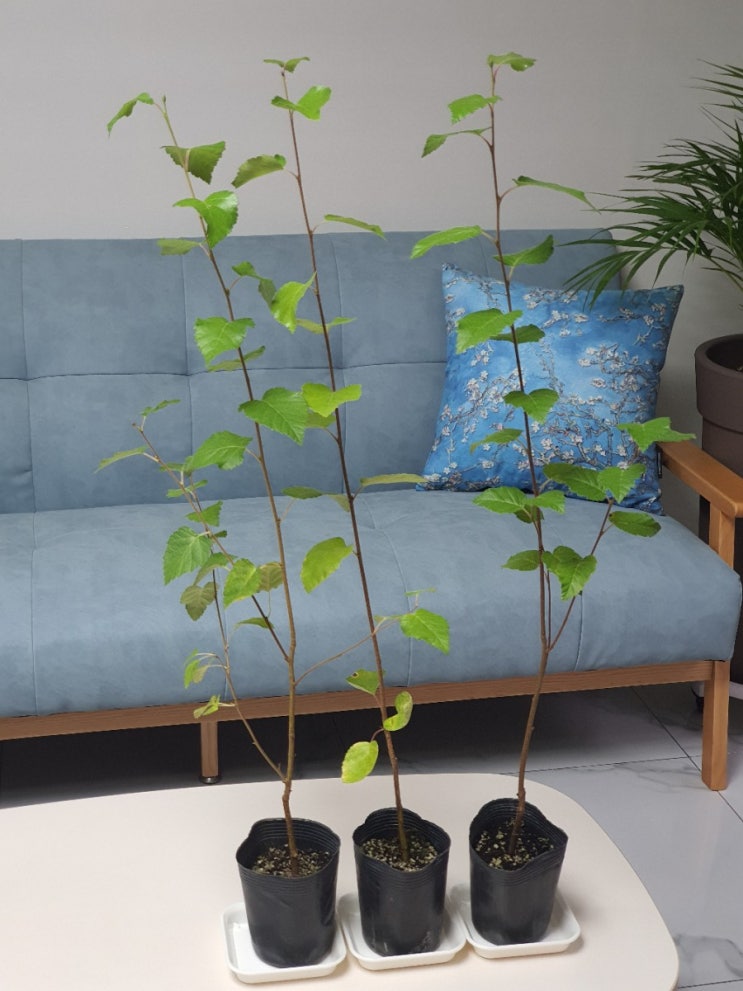 홈가드닝, 자작나무 백자작나무 잭큐몬티 키우기 How to Grow Betula jacquemontii (feat 생명나무농장 카페)