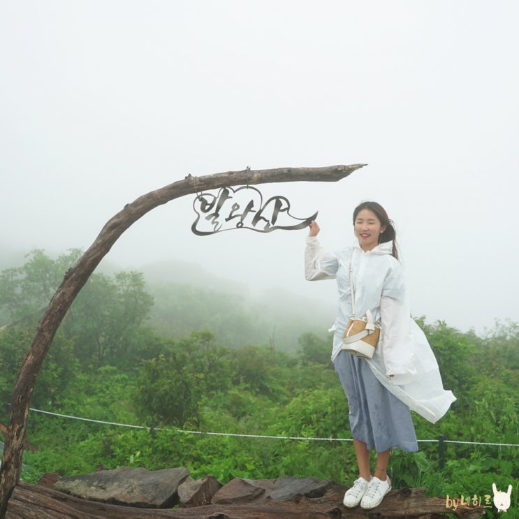  모나파크 용평리조트 신비로운 천년주목숲길