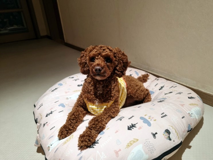  어라운드퍼피 푸들옷 예쁘고 귀여운 애견의류 추천해요
