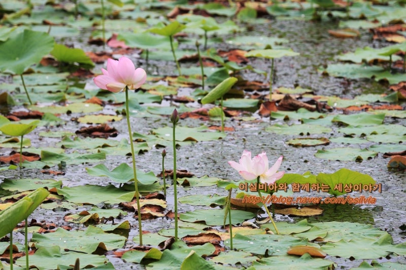김천 연화지 전경