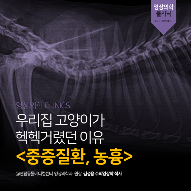 2살 고양이 농흉 (pyothorax) (부산 응급 영상 분석 동물병원 센텀동물메디컬센터)