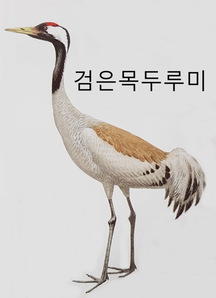  물새 두루미 학 종류 특징 크기 (캐나다기러기, 고니, 청둥오리, 뱀눈새, 검은목두루미, 뿔논병아리, 원앙, 쇠물닭, 아비, 대백로 등)