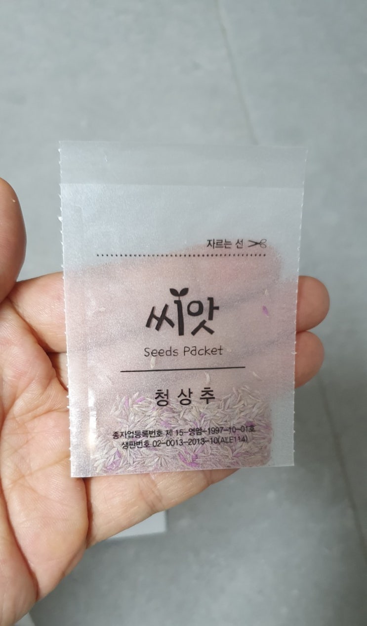  다이소 씨앗으로 바질,쌍추 키우기
