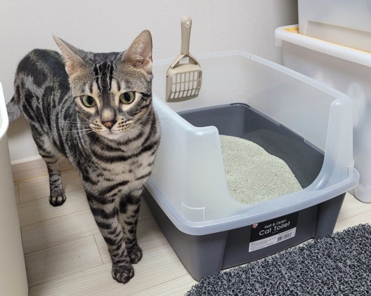 아이리스 오픈형 고양이 화장실 CLH-12-사막화 모래튐 방지 오픈형 써야하는 이유