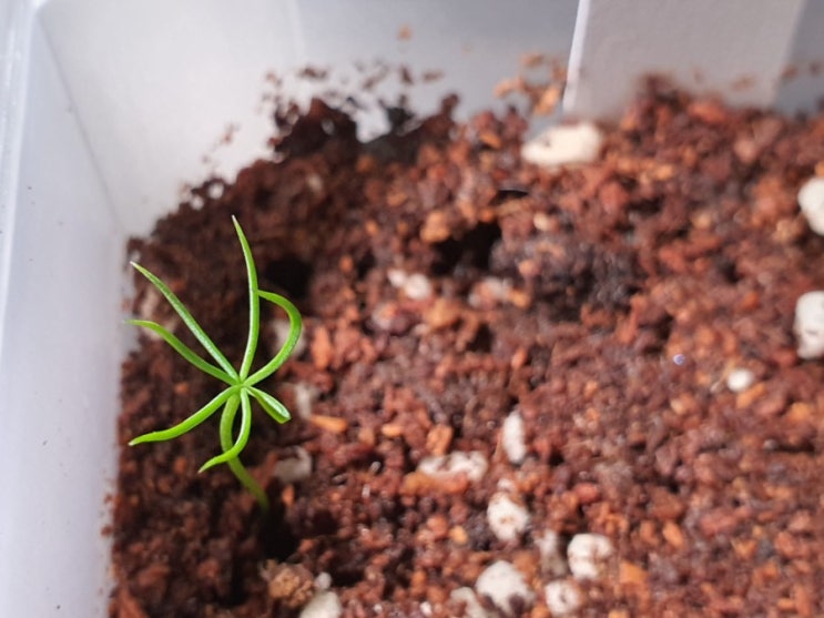 은청가문비 씨앗키우기 콜로라도 가문비나무 How to Grow Blue spruce from seeds (feat 생명나무농장 카페)
