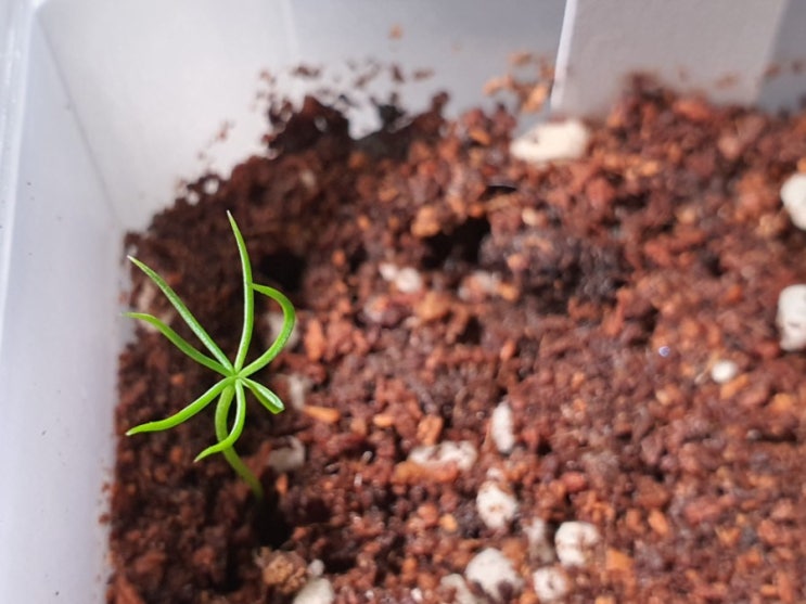  은청가문비 씨앗키우기 콜로라도 가문비나무 How to Grow Blue spruce from seeds (feat 생명나무농장 카페)