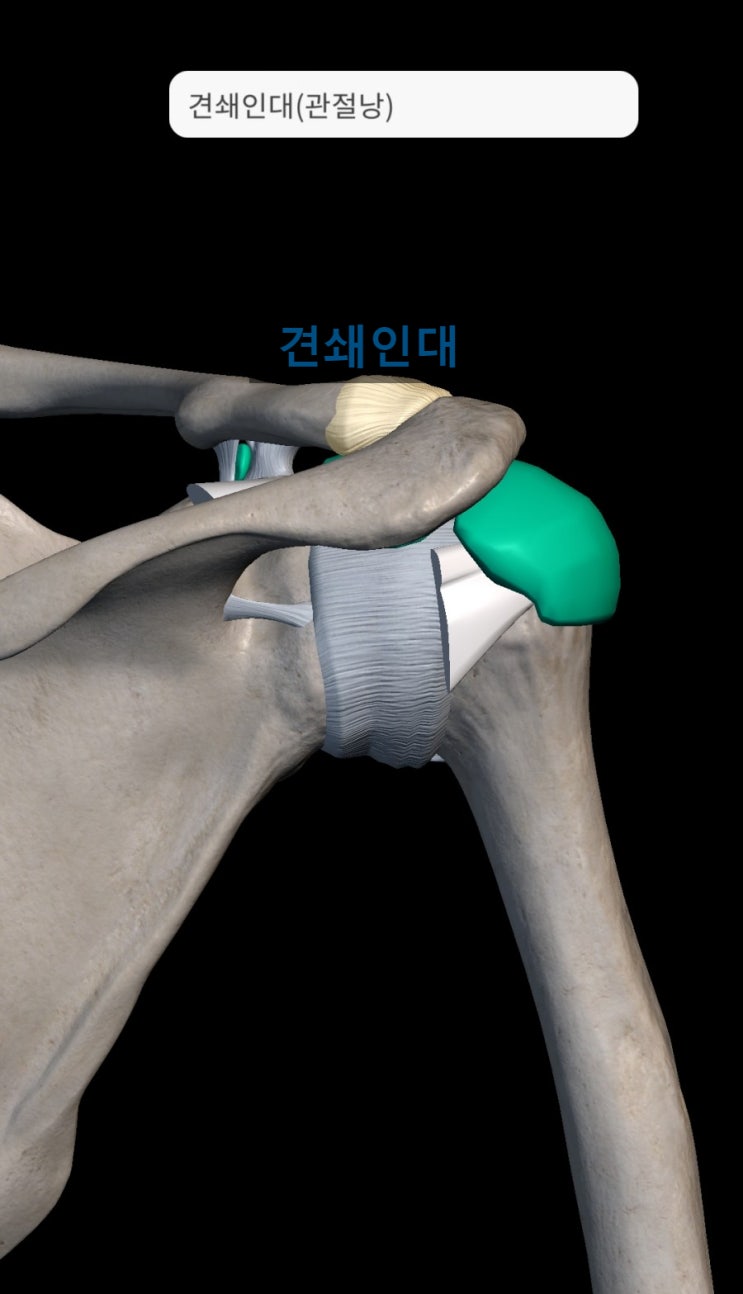 안양역한의원 - 어깨 관절의 양면성 - 안정성, 가동성(유연성) - 상완관절, 흉쇄관절, 견쇄관절, 견쇄인대, 오훼쇄골인대