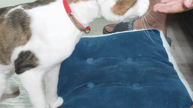 고양이 다이어트 사료 하림펫푸드 밥이보약 체험시작 내돈내산 정착후기