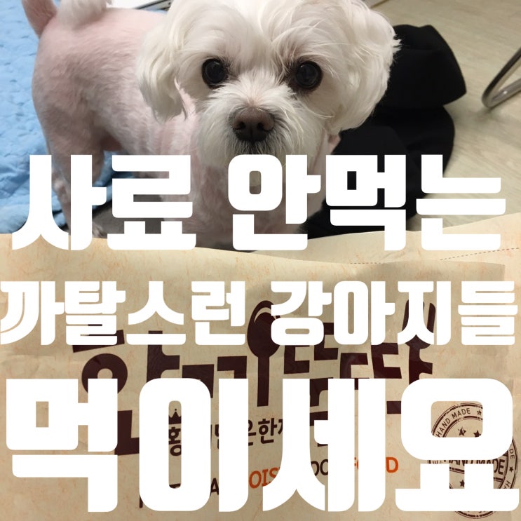  강아지사료 11살 강아지 인생사료 한끼뚝딱 사료추천