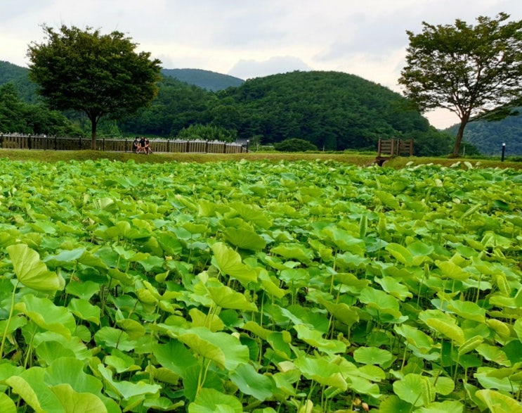  경남 고성 상리연꽃공원 창원마산부산근교