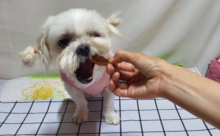  귀여운주인 강아지 수제간식몰 원데이 클래스도 가능한 댕댕이 맛집  소풍 못 갔으니  분위기라도 내보자...?
