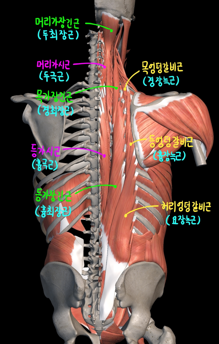  [몸통 근육] 등 근육 (깊은 무리) - 2) 척주세움근
