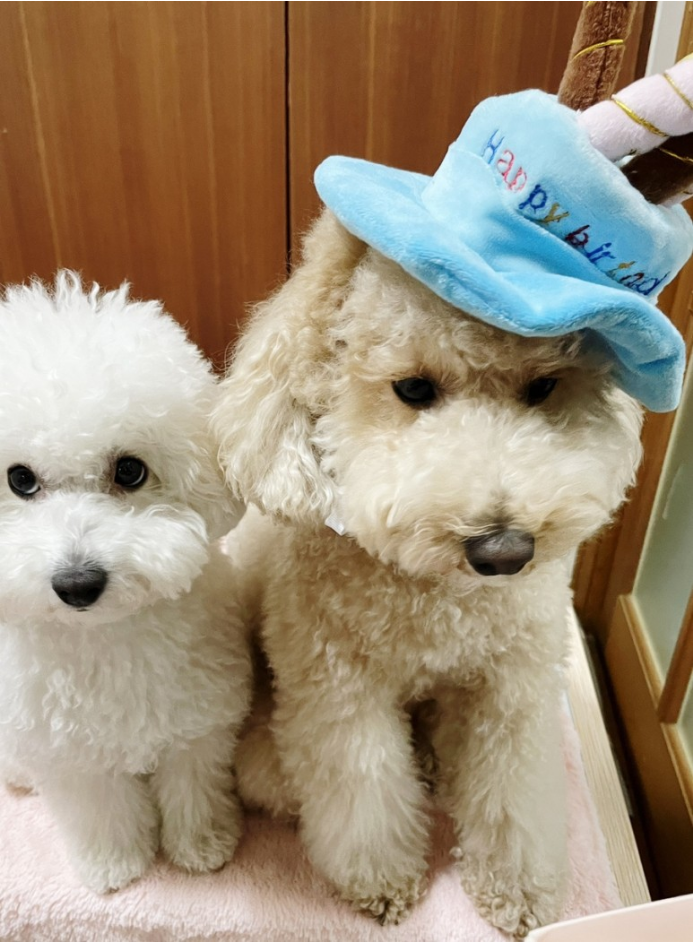 강아지 생일상 미돌이 3살 생일파티