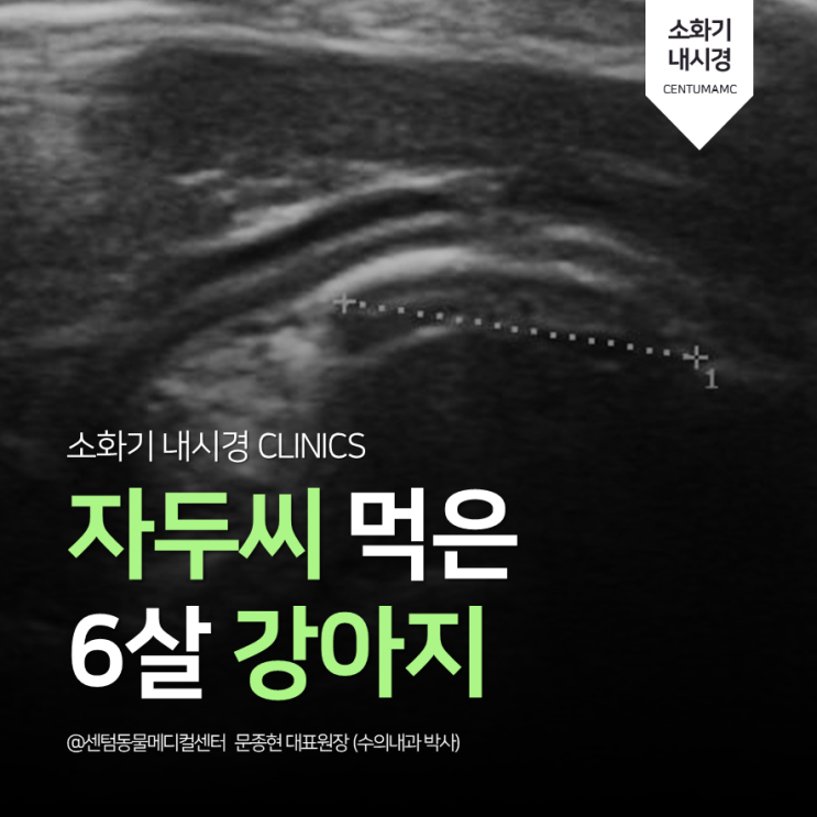  자두씨 먹은 6살 강아지 (부산 내시경 동물병원 센텀동물메디컬센터)