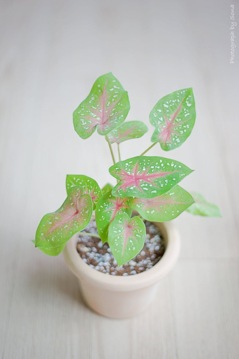 칼라디움 키우기, 핑크하트와 스트로베리스타 구매후기 및 가격 (feat 양재꽃시장) : 네이버 블로그