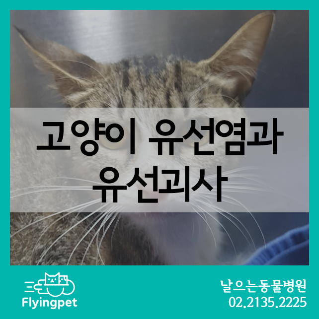수유 중인 고양이가 아파하고 있어요. 유방염의 증상 및 원인