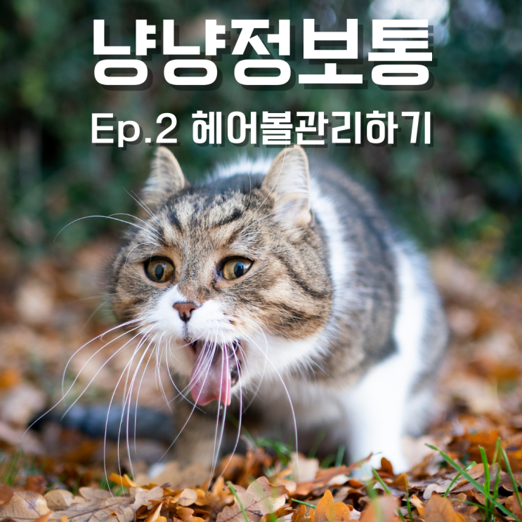  고양이 헤어볼 관리 방법, 냥냥정보통, 등촌동 동물병원