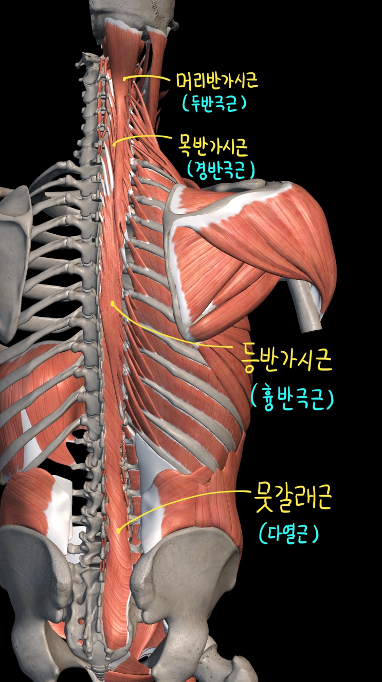  [몸통 근육] 등 근육 (깊은 무리) - 3) 가로돌기가시근육