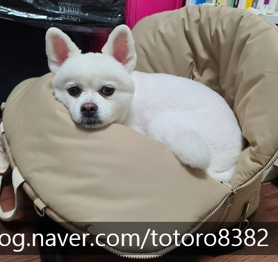리카리카 카시트 애견 카시트 사용 찐 후기 (내 돈 내산) 리카리카 카시트 애견 카시트 사용 찐 후기 (내 돈 내산)