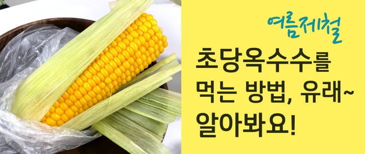  이제사 알게된 여름별미 초당옥수수의 맛!