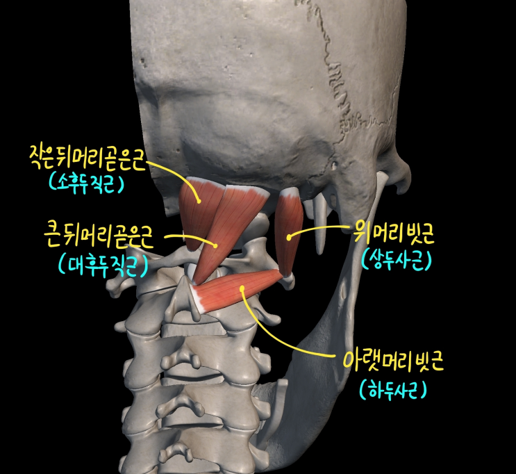  [몸통 근육] 등 근육 (깊은 무리) - 5) 뒤통수밑근육
